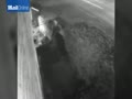 Dog-snatchers caught on camera swiping beloved family pet  